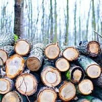 Problèmes sur le marché européen du bois en raison des restrictions Russes